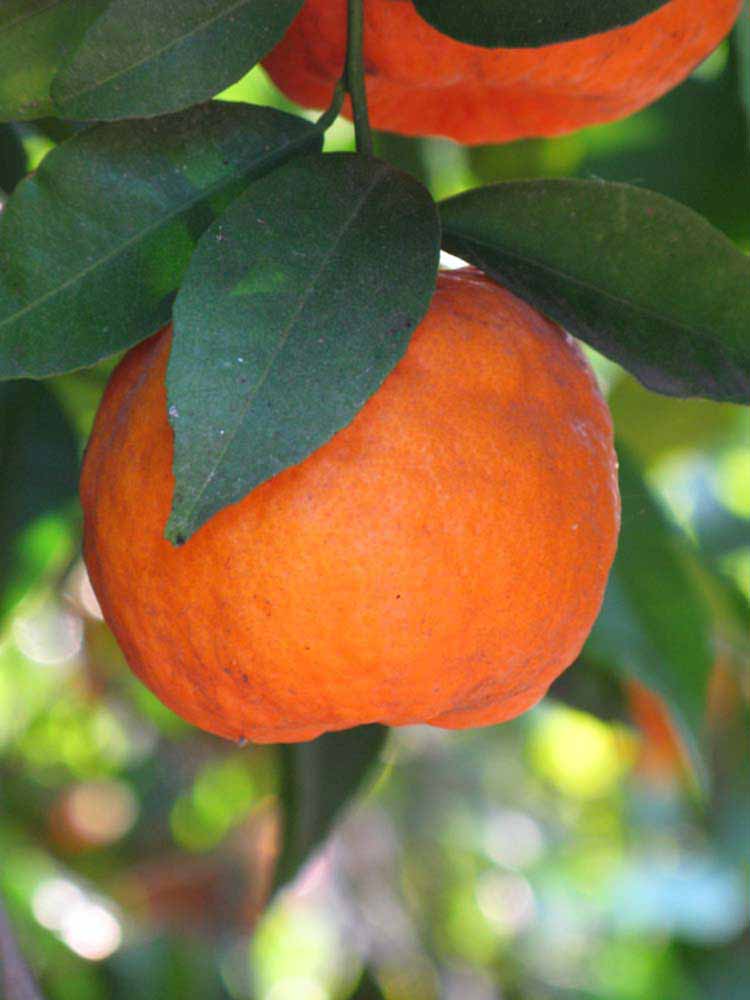             Fruit (Laranja Cravo, Riverside, CA)   